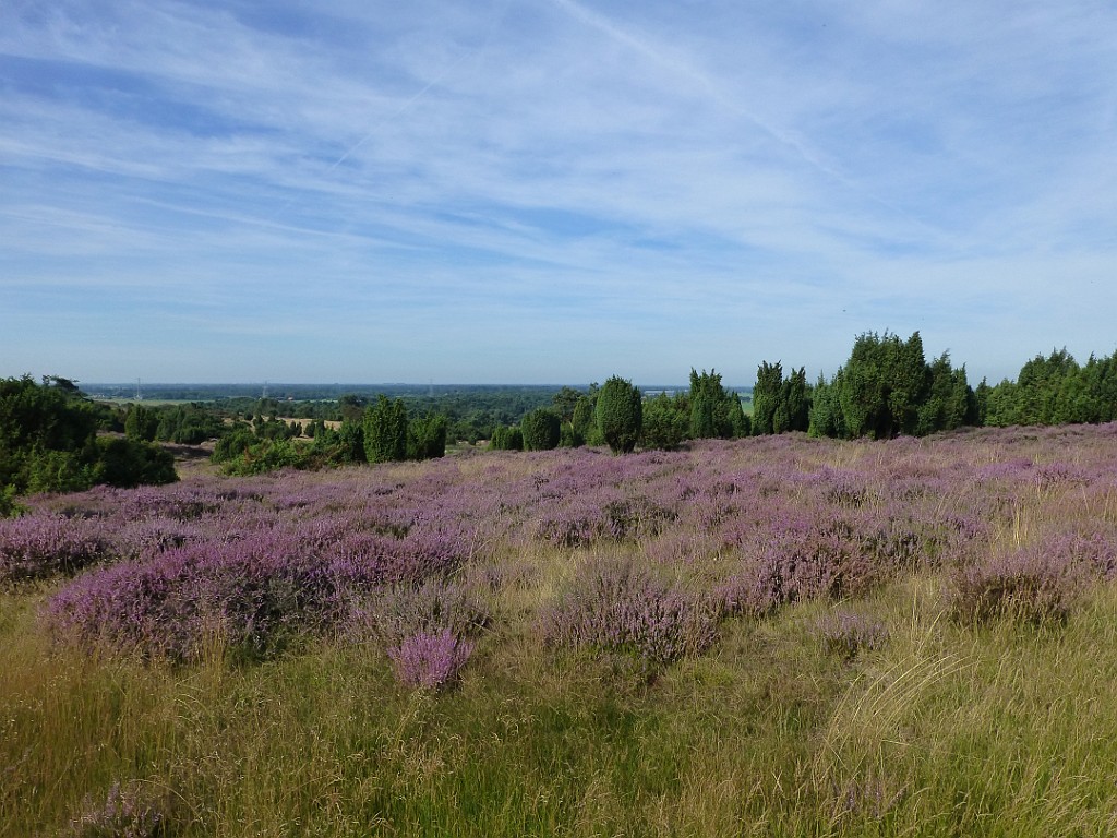 KNNV excursie Lemelerberg [0526].jpg - KNNV excursie Lemelerberg